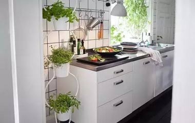 綠植長在墻上,個性又省地方