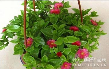 芳香居室 讓花成為家庭裝飾一份子