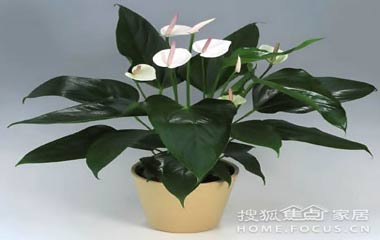 給廚房來點綠意 凈化廚房空氣