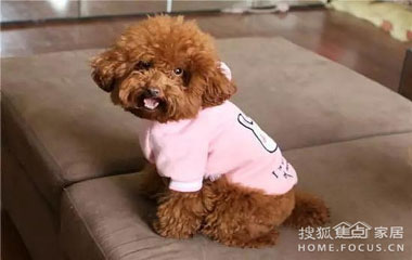 家里養了寵物 裝修時要注意些什么？