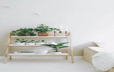 首頁(yè)>裝修攻略>設(shè)計(jì)>文章 別以為用綠植點(diǎn)綴家,