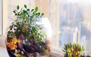 把森林裝進(jìn)瓶子 教你制作苔蘚微景觀