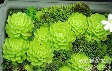 點亮你的家，從一盆萌萌噠多肉植物開始！